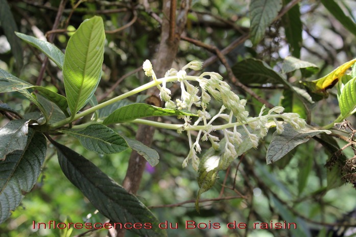 Bois de raisin - Bertiera rufa - Rubiace- B