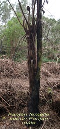 Cyathea borbonica et Cyathea excelsa