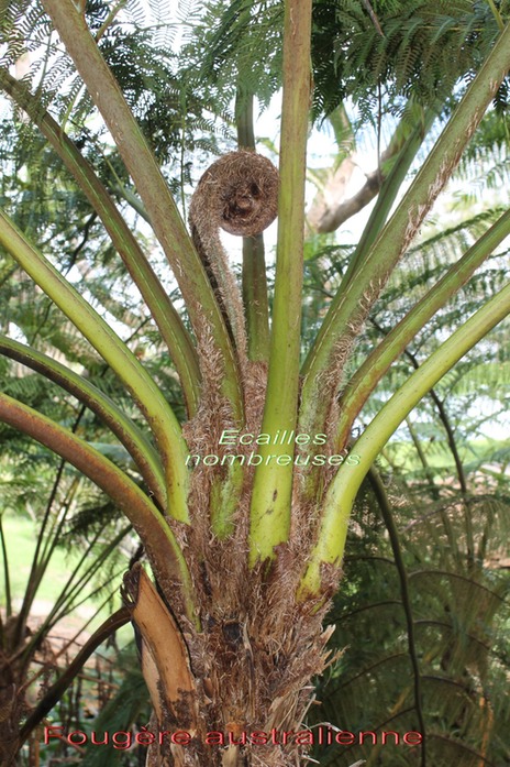 Cyathea cooperi-Cytheace - exo