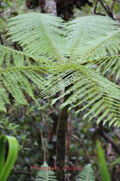 Fanjan mle- Cyathea borbonica- Cyatheace -I