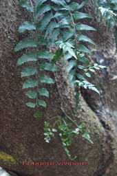 Fougre vivipare - Asplenium boltonii -Asplniace -I