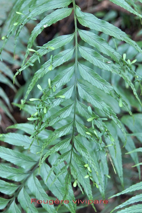 Fougre vivipare - Asplenium daucifolium- Asplniace - I