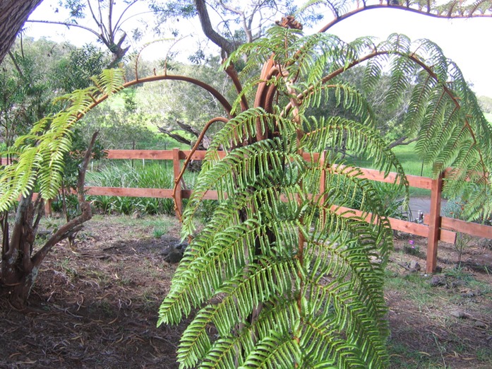 Cyathea glauca IMG_0821