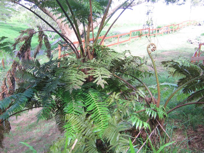 Cyathea excelsa IMG_0822