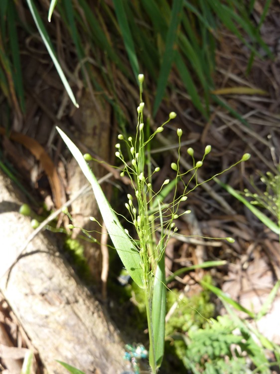 Isachne (Globosa)