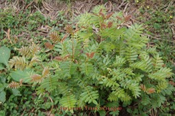 Jeune Tan rouge- Weinmannia tinctoria - Cunoniace-E des Masc