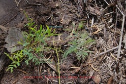 Jeunes Tamarin des hauts - Acacia heterophylla - Fabace -B