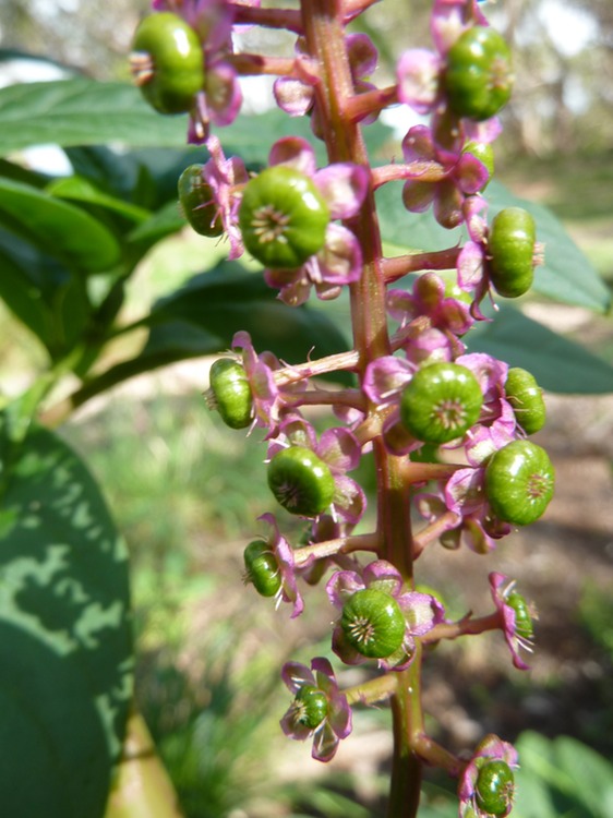 Phytolacca