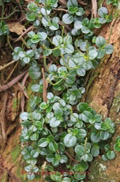 Pourpier marron - Peperomia tetraphylla - Piprace -I