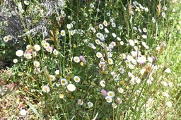 Erigeron karvinskianus - Marguerite folle - ASTERACEAE - Exotique