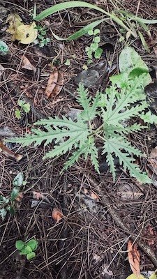IMG_9628.jpeg