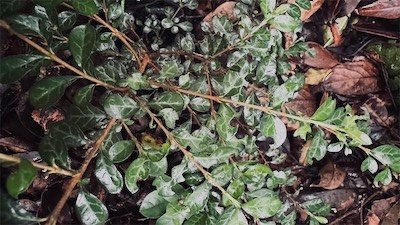 IMG_9632.jpeg