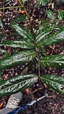 IMG_9636.jpeg