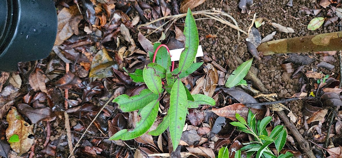 10 Eugenia mespiloides Bois de NEFLES A grandes feuilles Myrtaceae ENDEMIQUE LA REUNION 