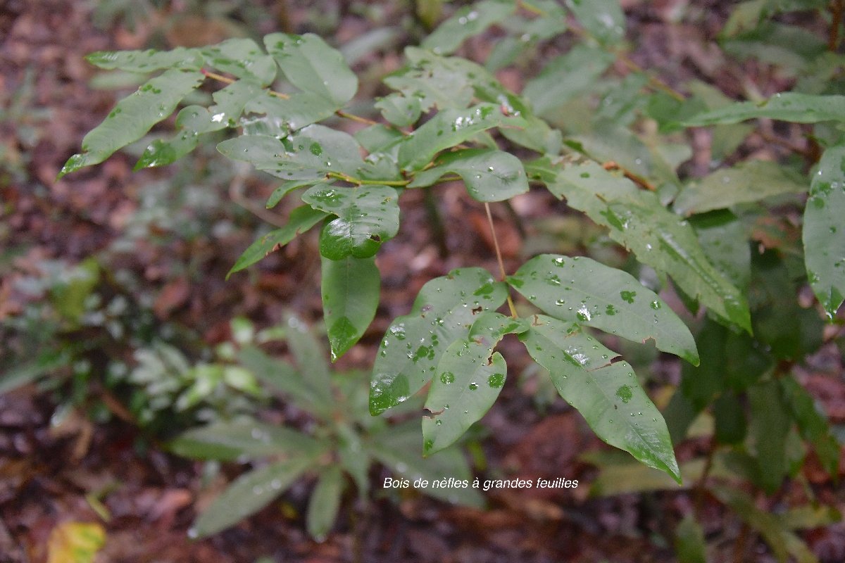 11 Eugenia mespiloides Bois de NEFLES A grandes feuilles Myrtaceae ENDEMIQUE LA REUNION 