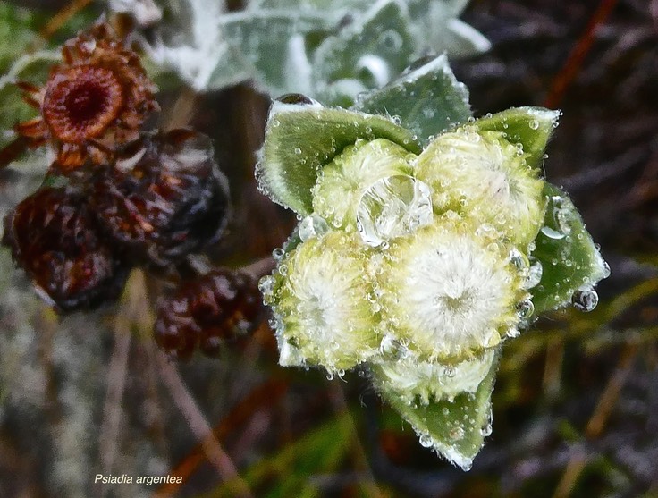 Psiadia argentea .asteraceae.endémique Réunion.P1023305