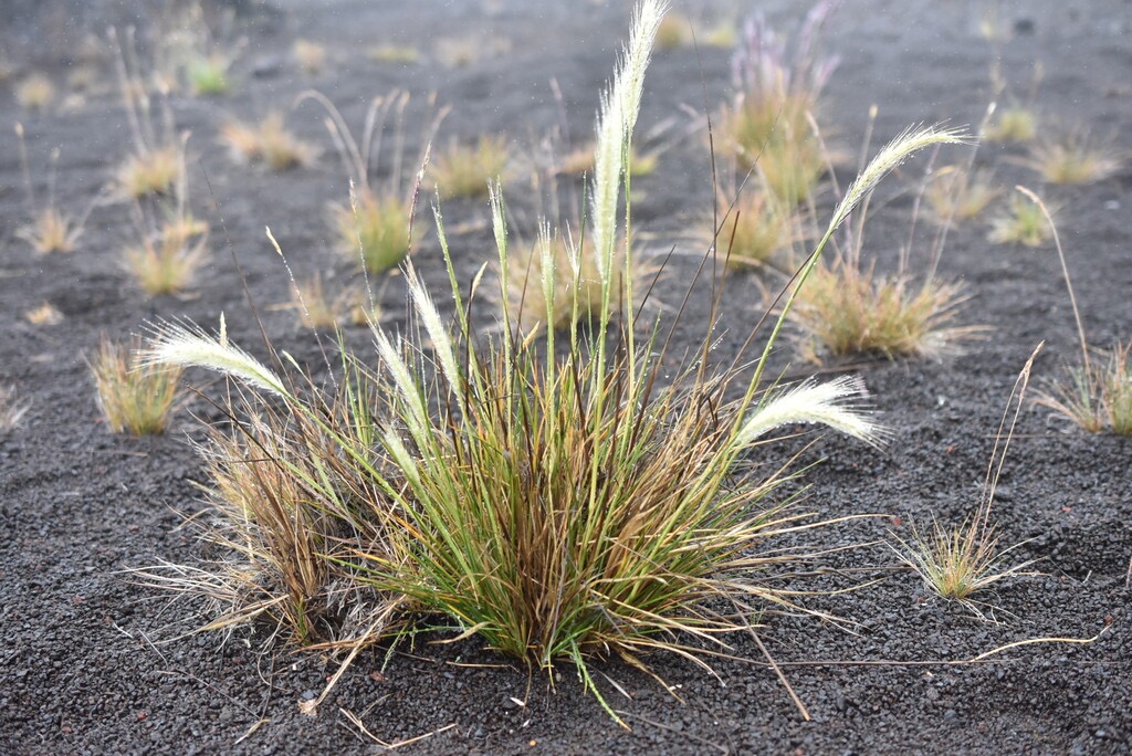 Bromus_catharticus-POACEAE-Amphinaturalisé_(ou_assimilé_indigène)-MB3_8513.jpg