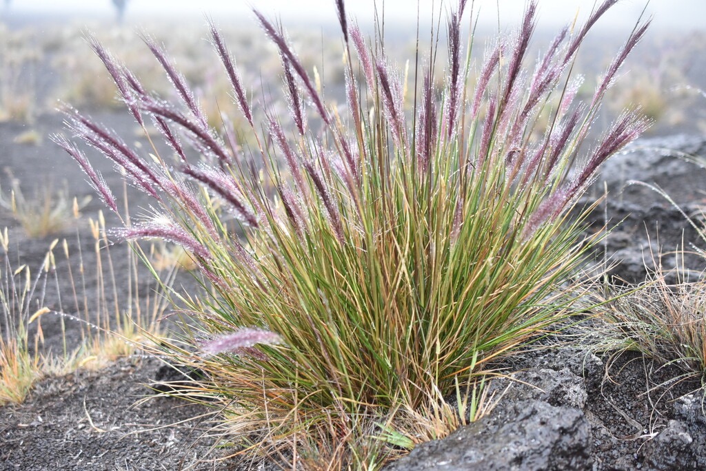 Cenchrus_cafer(ex_Pennisetum_caffrum)-Queue_de_mimite-POACEAE-Endemique_Reunion-MB3_8517.jpg