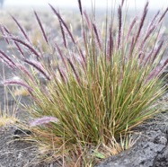 Cenchrus_cafer(ex_Pennisetum_caffrum)-Queue_de_mimite-POACEAE-Endemique_Reunion-MB3_8517.jpg