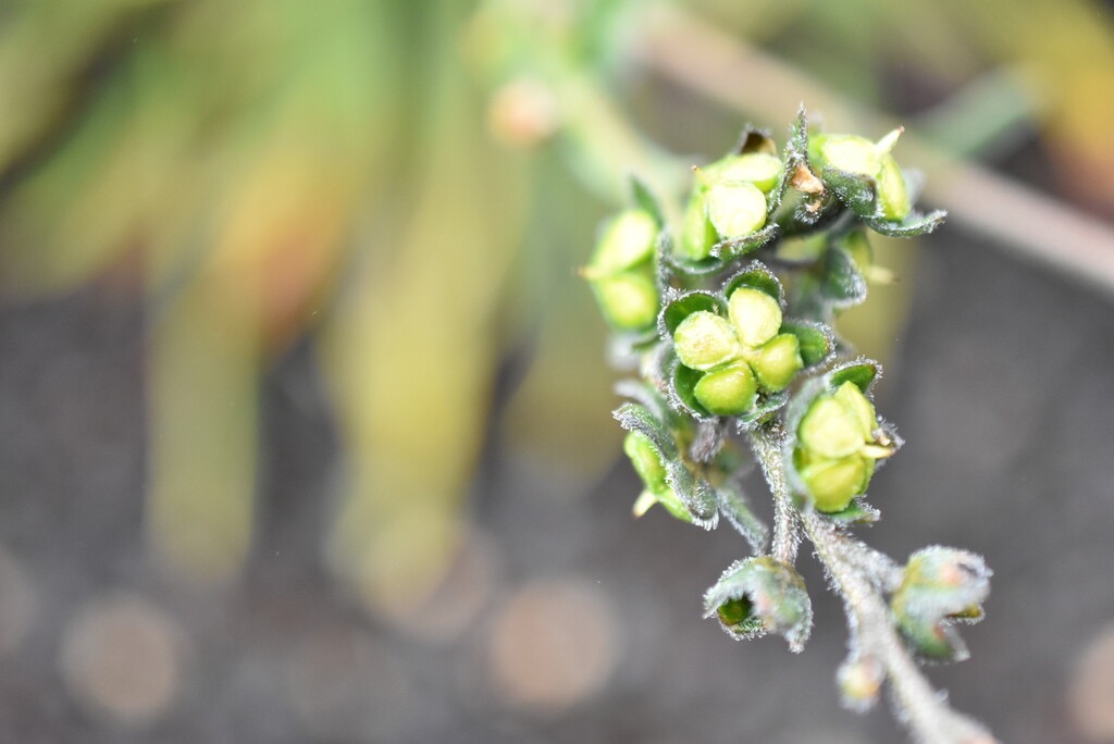 Cynoglossum_bornonicum(fruits)-Myosotis_de_Bourbon-BORAGINACEAE-Endemique_Reunion-MB3_8509.jpg