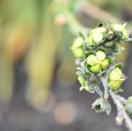 Cynoglossum_bornonicum(fruits)-Myosotis_de_Bourbon-BORAGINACEAE-Endemique_Reunion-MB3_8509.jpg