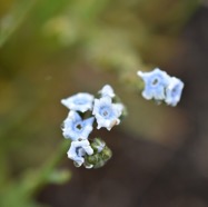 Cynoglossum_bornonicum-Myosotis_de_Bourbon-BORAGINACEAE-Endemique_Reunion-MB3_8511.jpg