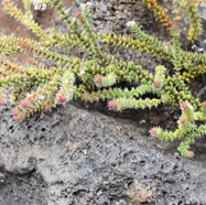 Erica_galioides-Thym_marron-ERICACEAE-Endemique_Reunion-MB3_8558.jpg