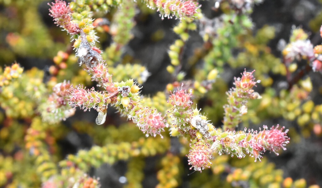 Erica_galioides-Thym_marron_avec_psylles_englues-ERICACEAE-Endemique_Reunion-MB3_8561b.jpg