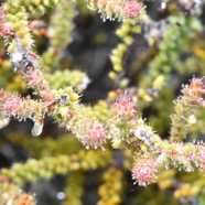 Erica_galioides-Thym_marron_avec_psylles_englues-ERICACEAE-Endemique_Reunion-MB3_8561b.jpg