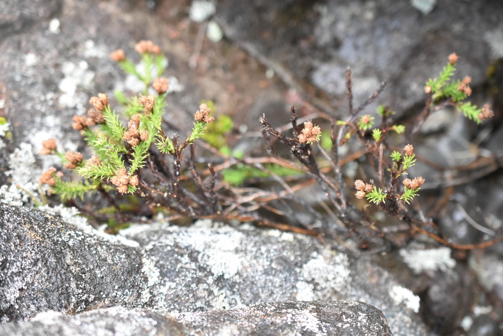 Eriotrix_commersonii-ASTERACEAE-Endemique_Reunion-MB3_8539.JPG