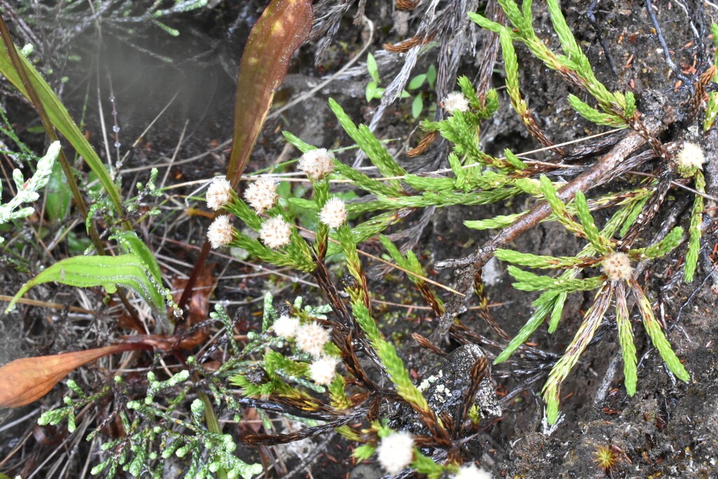 Eriotrix_licopodioides-ASTERACEAE-Endemique_Reunion-MB3_8555.jpg