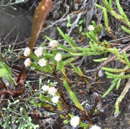 Eriotrix_licopodioides-ASTERACEAE-Endemique_Reunion-MB3_8555.jpg