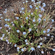 Cynoglossum borbonicum.myosotis de Bourbon.boraginaceae.endémique Réunion (1).jpeg