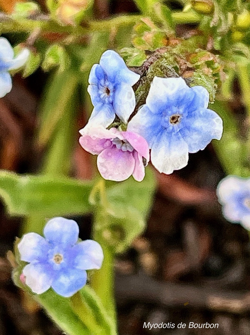 Cynoglossum borbonicum.myosotis de Bourbon.boraginaceae.endémique Réunion.jpeg