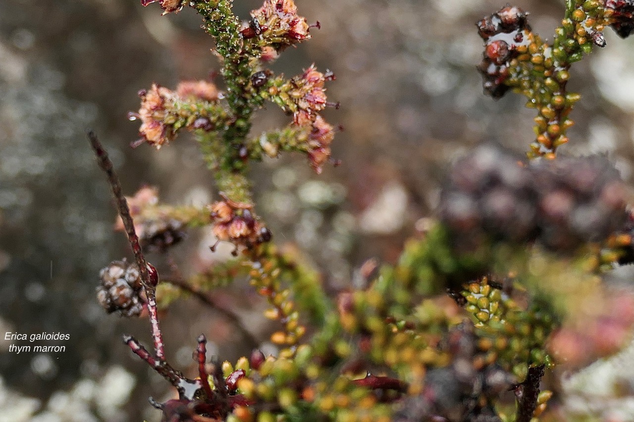 Erica galioides .thym marron.ericaceae..jpeg