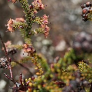 Erica galioides .thym marron.ericaceae..jpeg