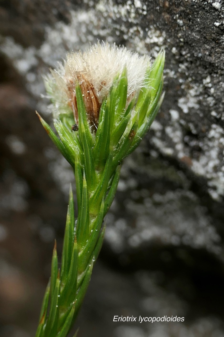 Eriotrix lycopodioides.asteraceae.endémique Réunion. (1).jpeg