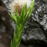 Eriotrix lycopodioides.asteraceae.endémique Réunion. (1).jpeg