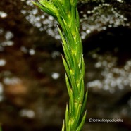 Eriotrix lycopodioides.asteraceae.endémique Réunion. (2).jpeg