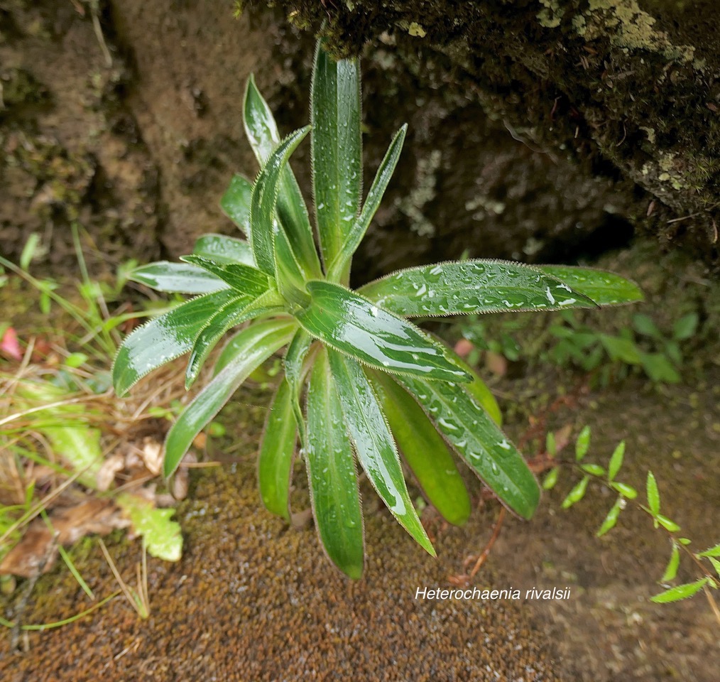 Heterochaenia rivalsii  Campanulaceae  Endémique Réunion (3).jpeg