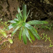 Heterochaenia rivalsii  Campanulaceae  Endémique Réunion (3).jpeg