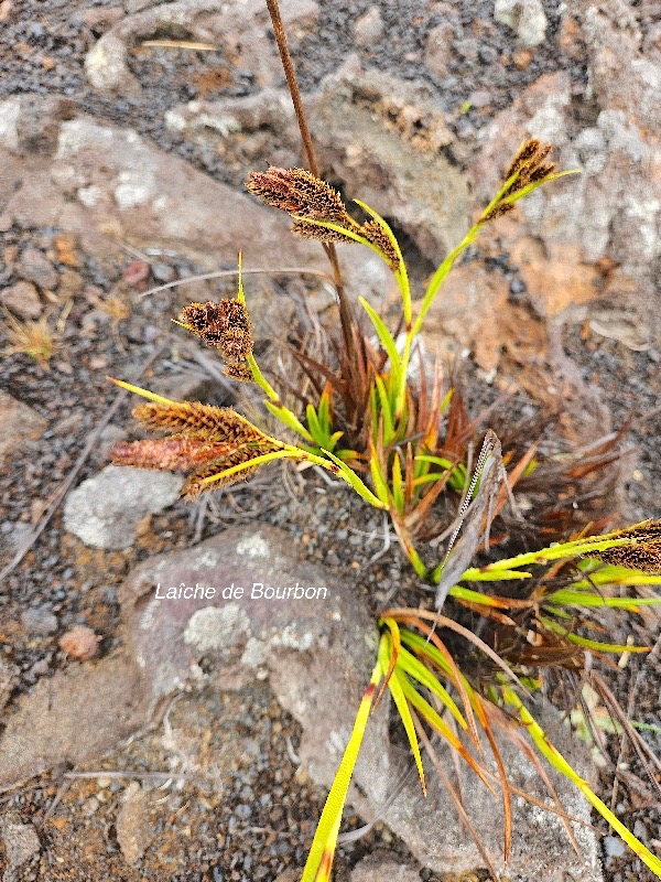 Carex borbonica Lai?che de bourbon Cyp eraceae Endémique La Réunion 10.jpeg