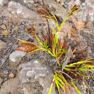 Carex borbonica Lai?che de bourbon Cyp eraceae Endémique La Réunion 10.jpeg