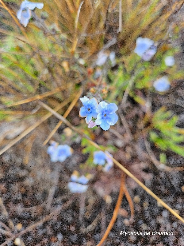 Cynoglossum borbonicum Myosotis de Bourbon  Boraginaceae Endémique La Réunion  12.jpeg