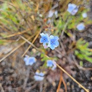 Cynoglossum borbonicum Myosotis de Bourbon  Boraginaceae Endémique La Réunion  12.jpeg