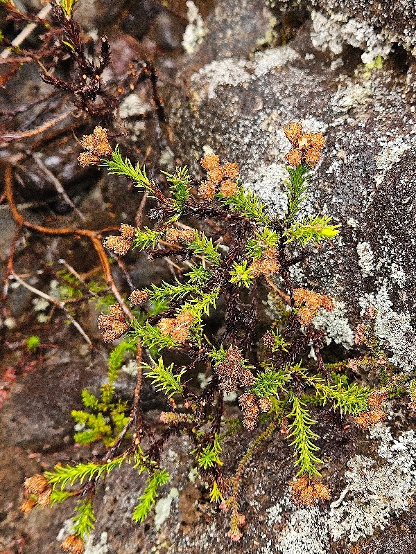 Eriotrix commersonii ? Asteracea e Endémique La Réunion 09.jpeg