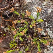 Eriotrix commersonii ? Asteracea e Endémique La Réunion 09.jpeg