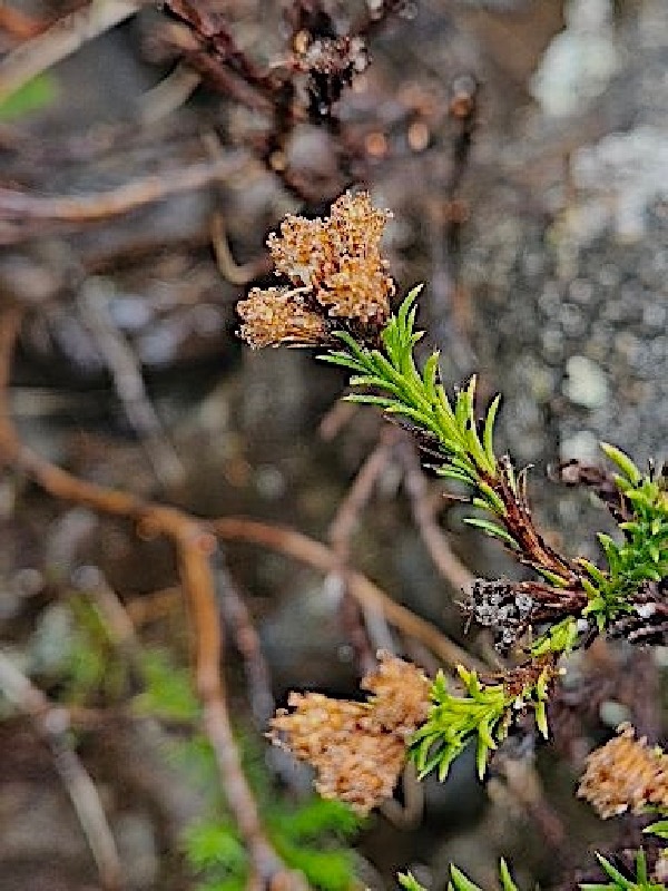 Eriotrix commersonii ? Asteracea e Endémique La Réunion 52.jpeg