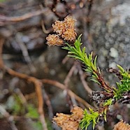 Eriotrix commersonii ? Asteracea e Endémique La Réunion 52.jpeg