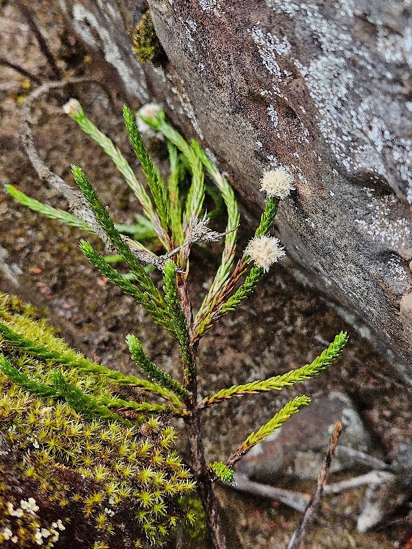 Eriotrix lycopodioides Asteracea e Endémique La Réunion 33.jpeg